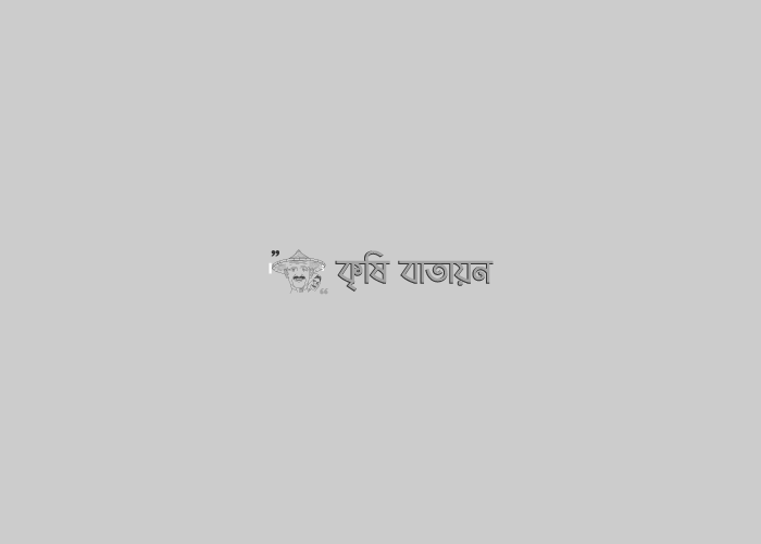 নিরাপদ লিচু উতপাদন