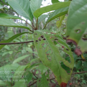 লটকনের পাতার উইভিল