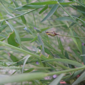 তিসির কান্ড পচা রোগ